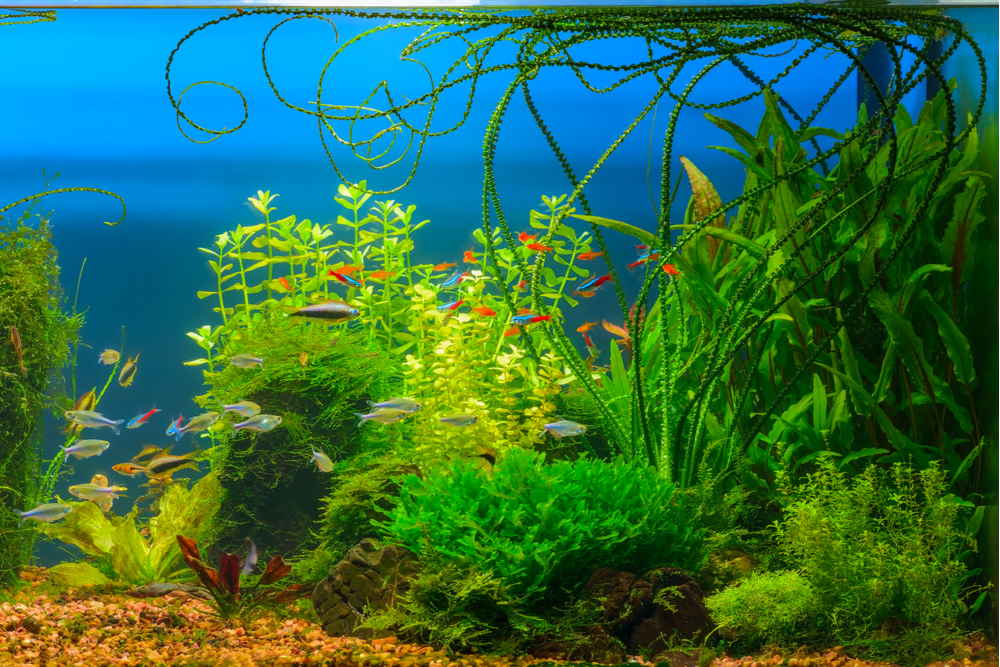 10 Best Background Plants for Beginner Freshwater Aquariums