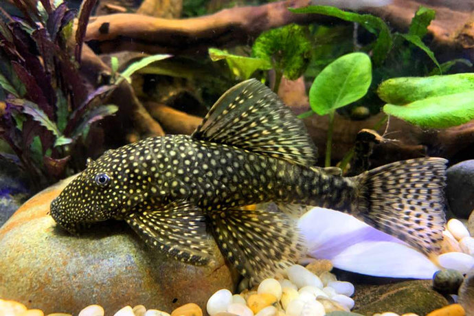 10 Best Clean-Up Crew Ideas for Freshwater Aquariums