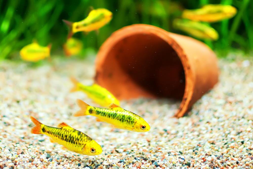 cold water fish tank accessories Aquazoo Aquarium Decor Mountain View Stone Ornament, Premium Landscape Decorations, Fish Tank Accessories, Ideal for Betta, Snails, Turtle, Hiding, Playing, Basking and Resting Spots : Pet Supplies AWXZOM Fish Tank Decorations (fish