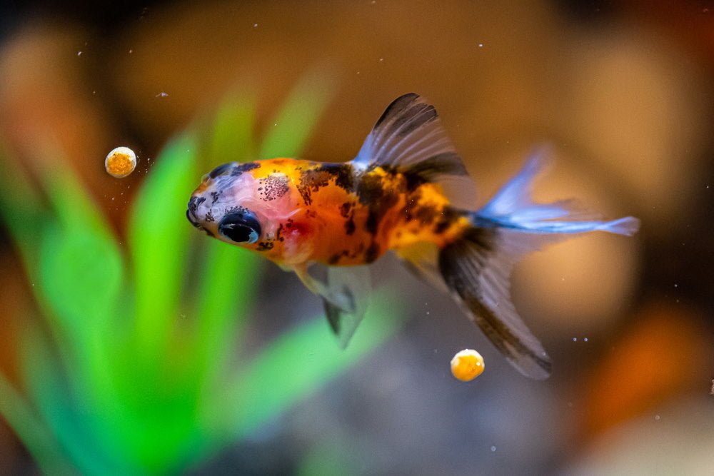 10 Best Goldfish Foods You Need to Try  What to Feed Goldfish – Aquarium  Co-Op