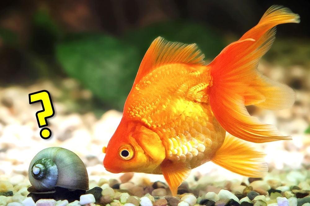 10 Best Tank Mates for Your Goldfish in a Freshwater Aquarium – Aquarium  Co-Op