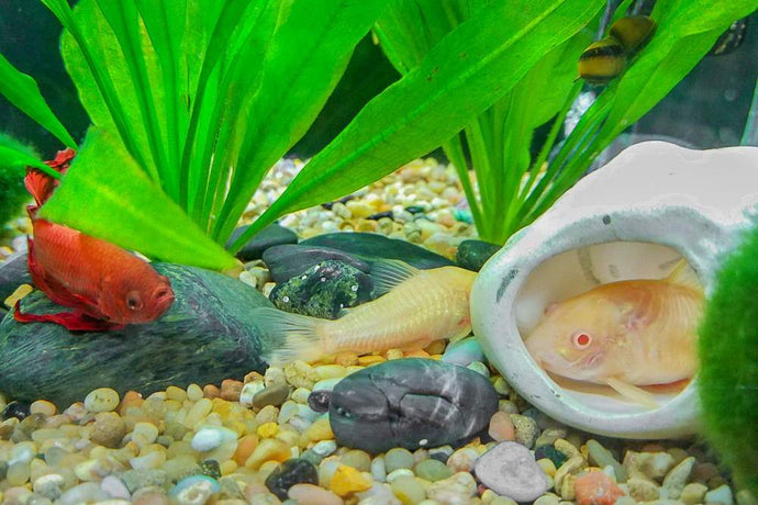 5 Best Tank Mates for Betta Fish