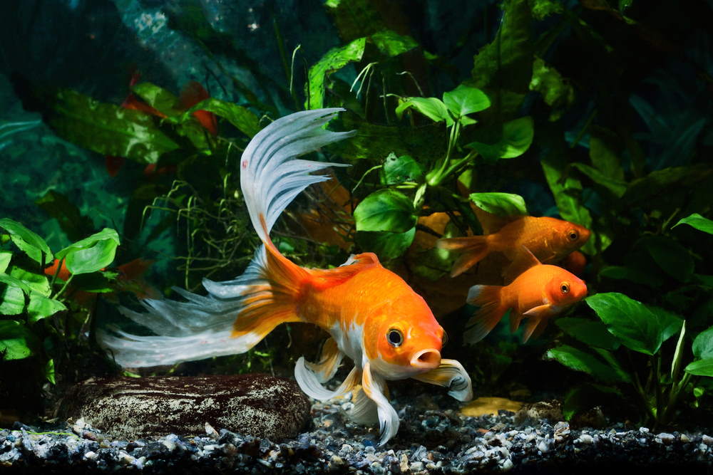 best fish tank accessories for goldfish Ameliade Aquarium Artificial Plants & Rock Cave Betta Decor Set Equipped with a transparent design Best Fish Tank Accessories