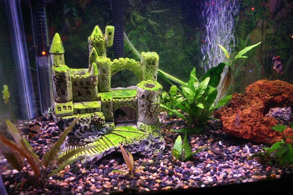 5 Tips and Tricks for Upgrading Your 10-Gallon Fish Tank Aquarium Co-Op 5 Tips and Tricks for Upgrading Your 10-Gallon Fish Tank Aquarium Co-Op