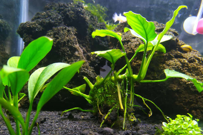 Anubias Rot: Symptoms, Causes, and Solutions