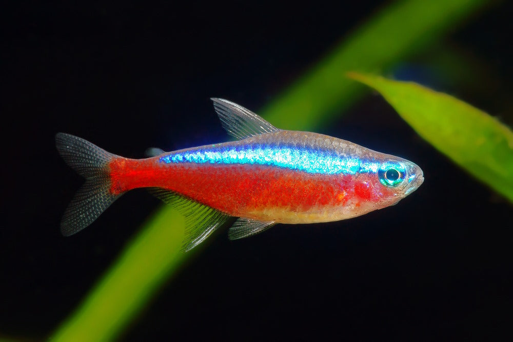 Care Guide for Cardinal Tetras — Gorgeous Cousin of the Neon Tetra –  Aquarium Co-Op