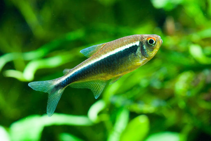 Care Guide for Black Neon Tetras — Our Fav Underrated Schooling Fish