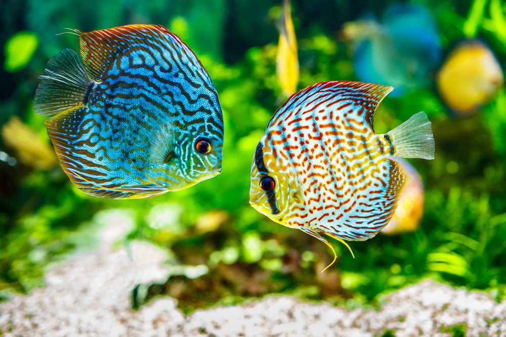 How Long Do Discus Fish Live