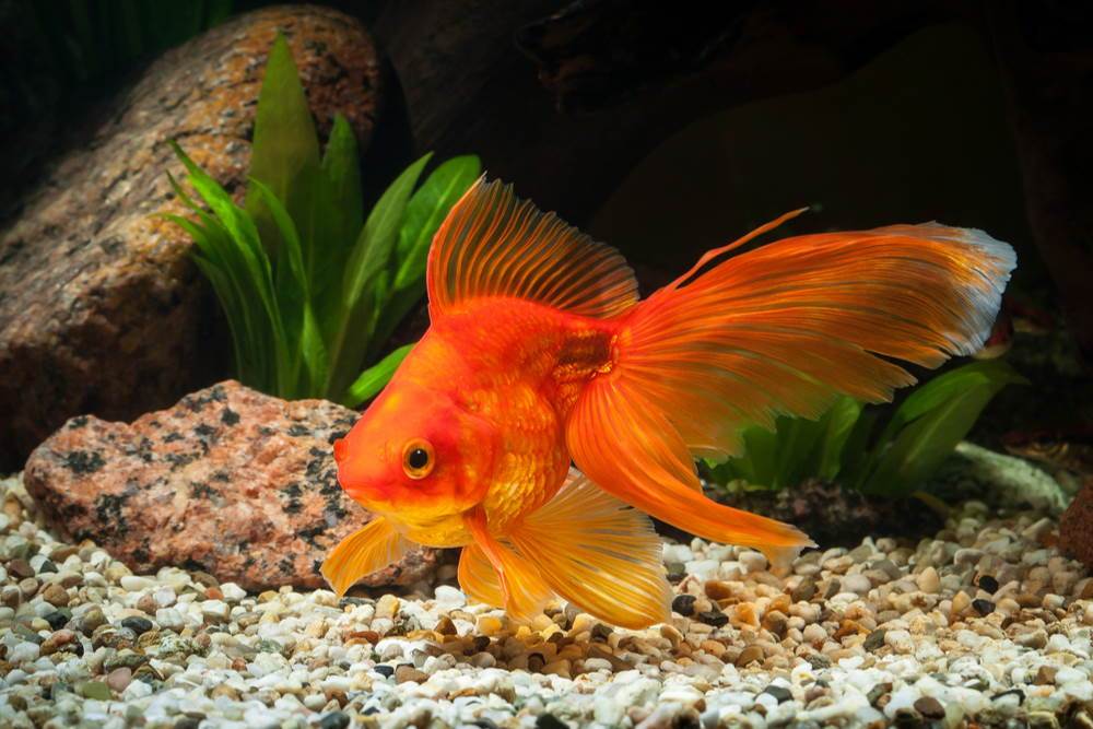Care Guide for Fancy Goldfish – Housing, Feeding, and More – Aquarium Co-Op