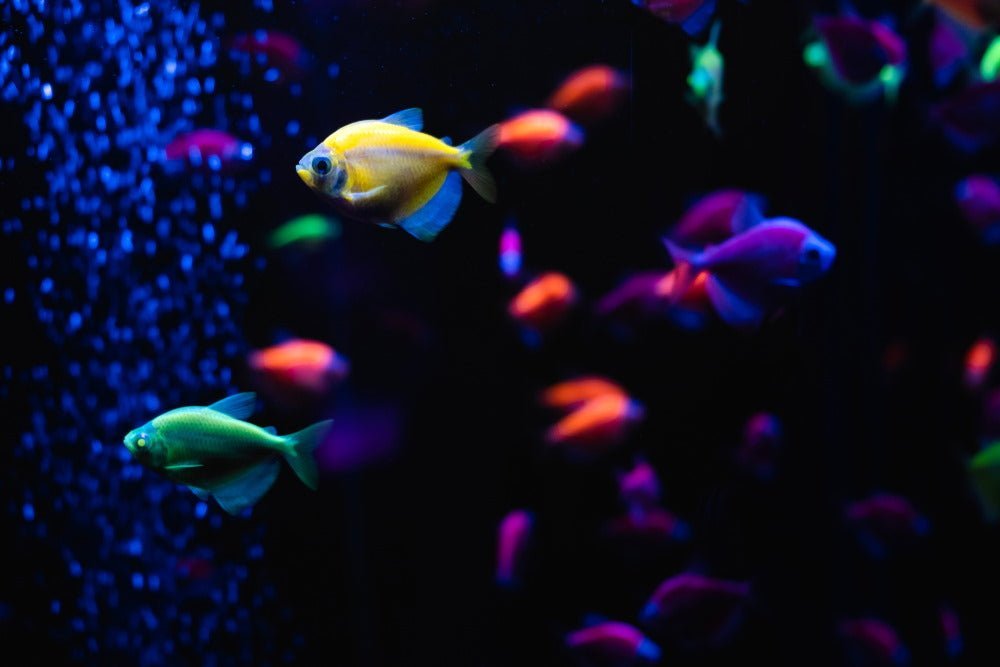 dfo fish accessories vs great glory GloFish Crescent aquarium Kit 3 Gallons, Includes Hidden Blue LED Light And Internal Filter : Aquarium Starter Kits : Pet Supplies with the included AI Blade GloFish LED light Trolling for Sockeye - Sockeye