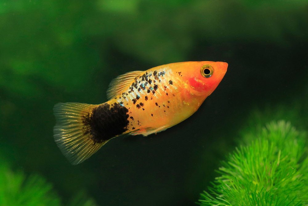 Care Guide for Platy Fish – Feeding, Breeding, and Tank Mates – Aquarium  Co-Op