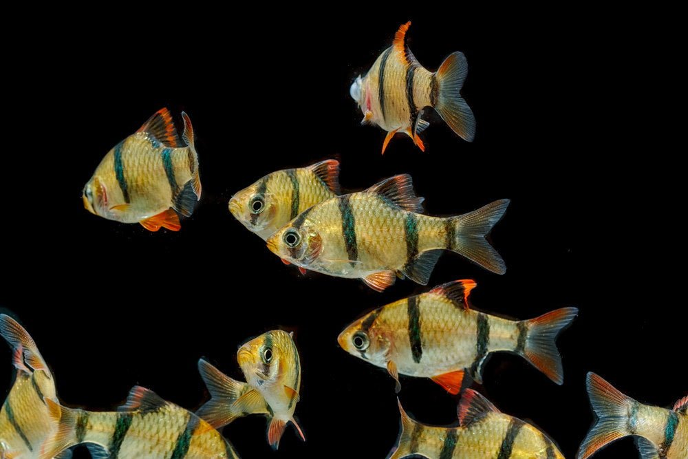 Care Guide for Tiger Barbs – Colorful, Rowdy, and Hardy Schooling Fish –  Aquarium Co-Op