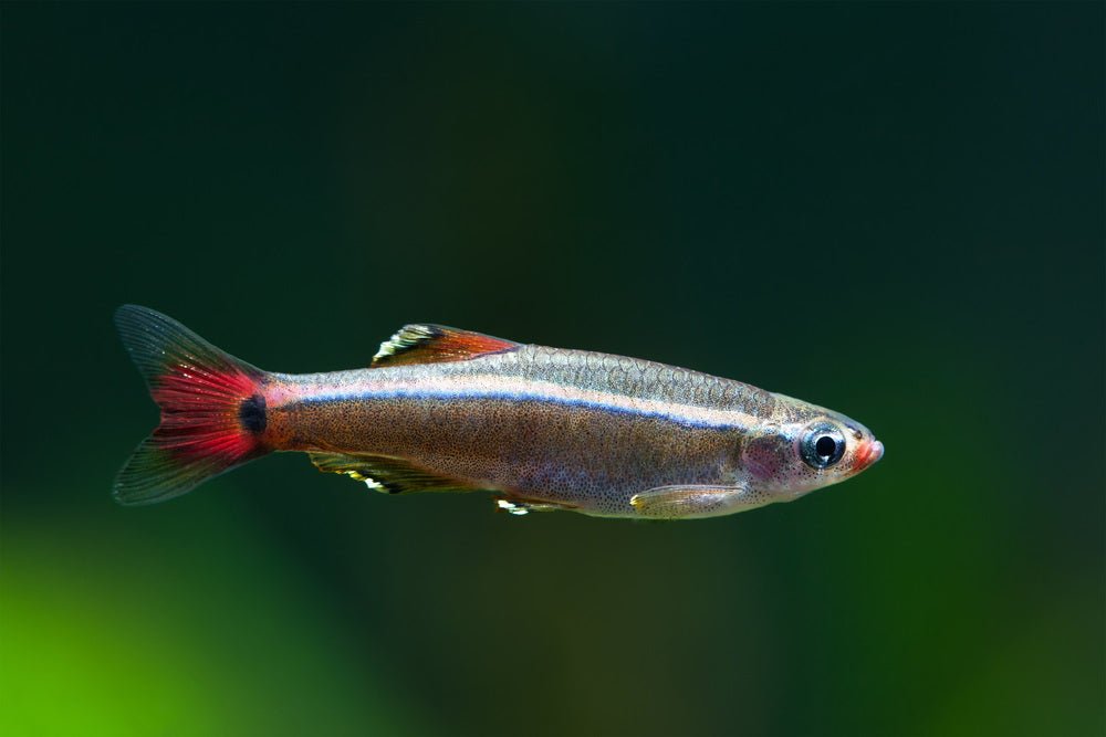Care Guide for White Cloud Mountain Minnows – Underrated Beginner Fish –  Aquarium Co-Op