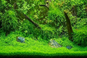 DIY Planted Background Wall | Aquarium Co-Op