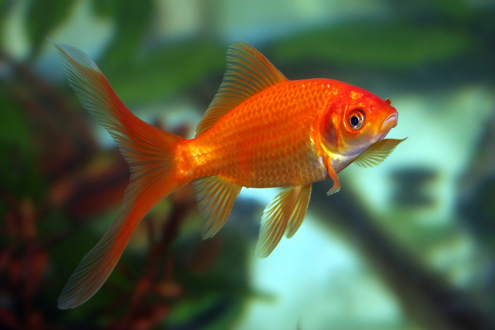 Top 5 Underrated Aquarium Fish for Your Next Freshwater Community Tank –  Aquarium Co-Op
