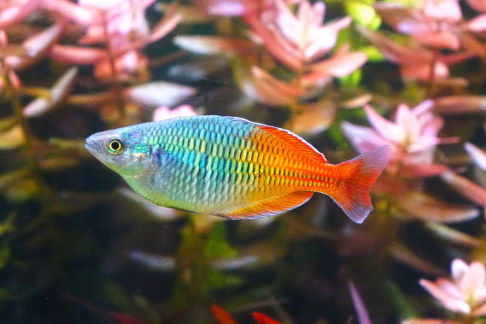 Care Guide for Boesemani Rainbowfish — Tank Setup, Breeding, and More