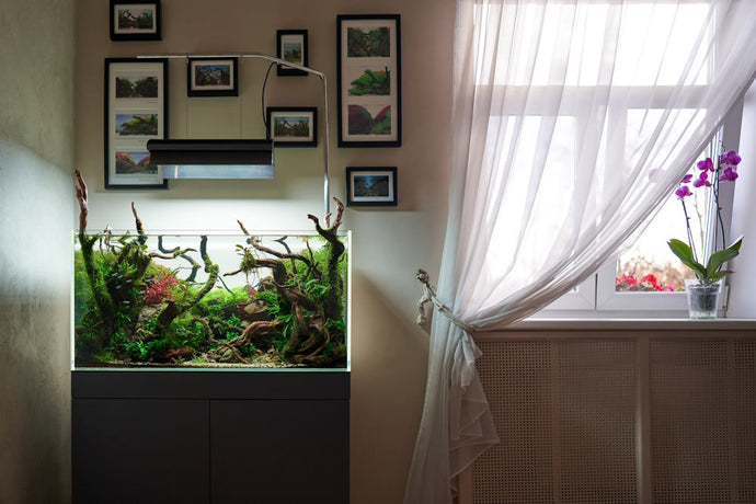 5 Easy Methods for Cooling Aquarium Water During a Heat Wave