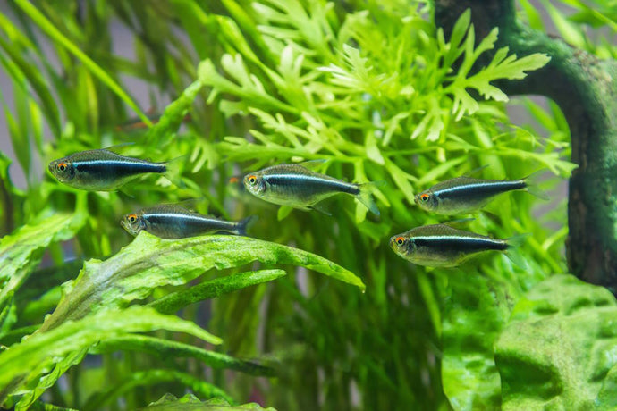 Top 5 Aquarium Fish with Crazy Good Value for Beginners
