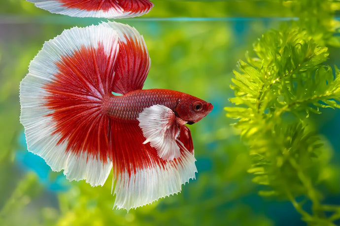 What are the Different Types of Betta Fish?