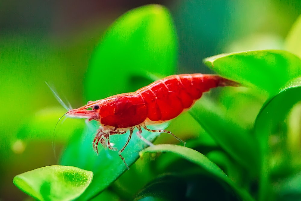 Care Guide for Cherry Shrimp — Tank Setup, Food, and Breeding – Aquarium  Co-Op
