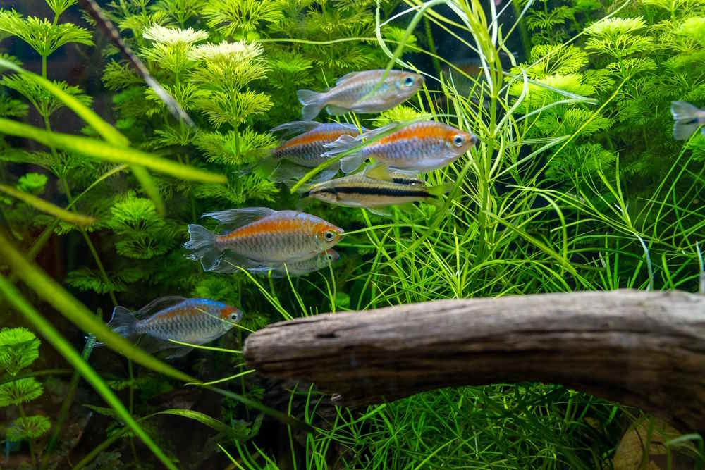 Top 10 Freshwater Fish That Are Perfect for Planted Aquariums – Aquarium  Co-Op