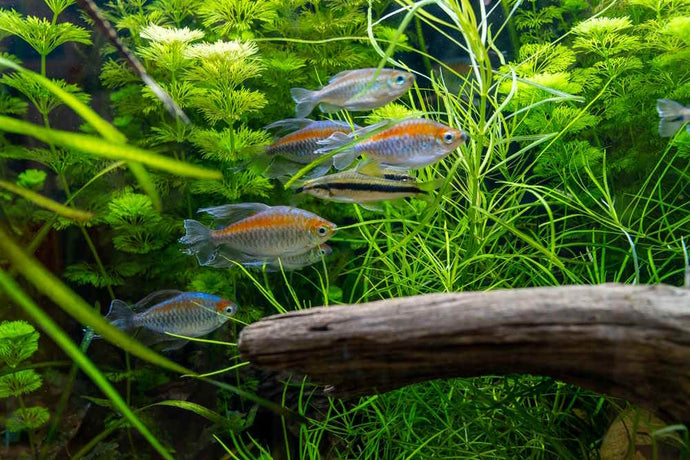Top 10 Fish That Are Perfect for Planted Aquariums