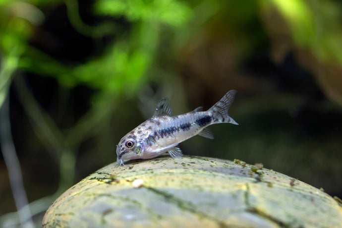 Care Guide for Habrosus Corydoras — The Largest Dwarf Cory Catfish