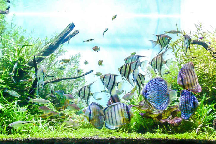 Top 5 Aquarium Fish That Love Soft Water