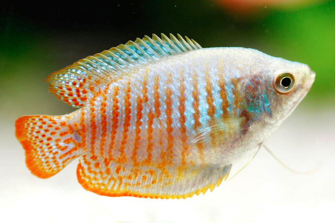 Care Guide for Dwarf Gouramis — Feisty Relative of Betta Fish