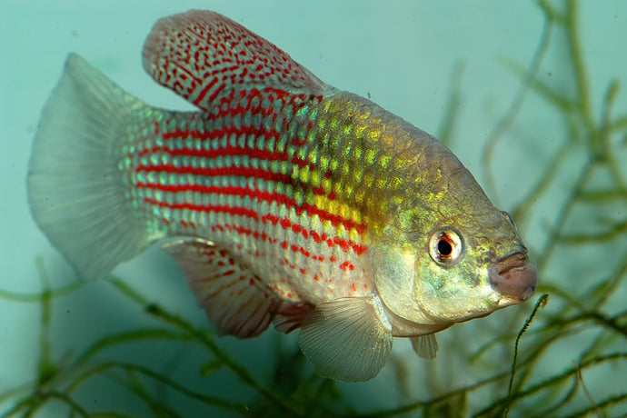 Care Guide for American Flagfish — Algae Eater for Unheated Aquariums