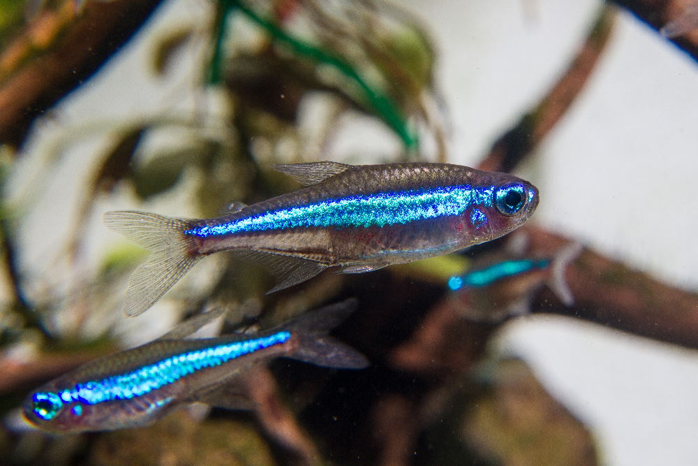 Top 10 Stunning Nano Fish to Try in Your Next Small Aquarium