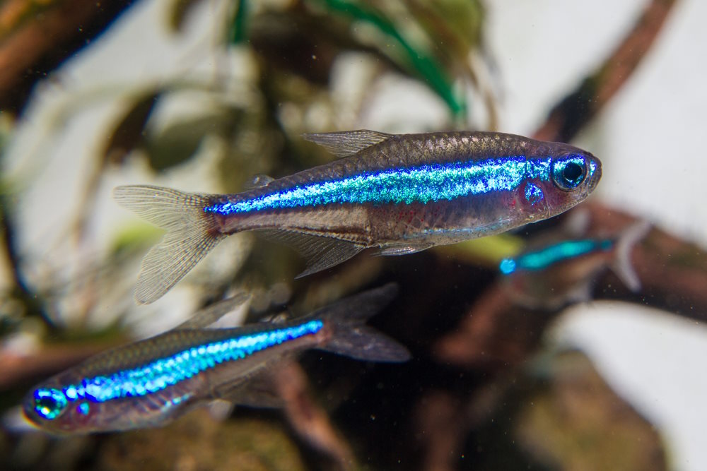 Care Guide for Green Neon Tetras — Perfect Nano Fish for Planted