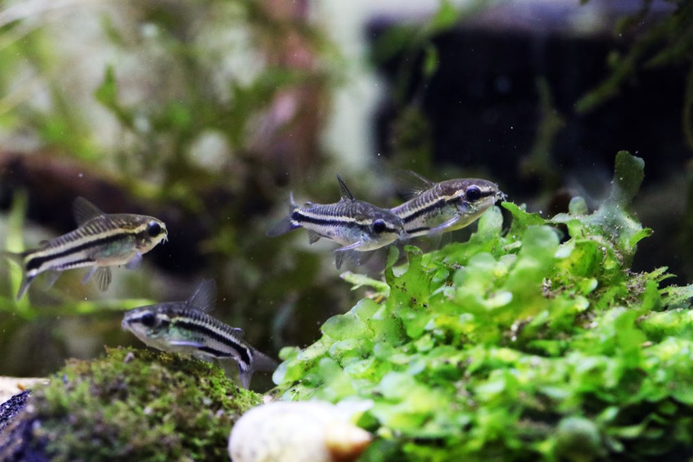Pygmy corydoras shop care