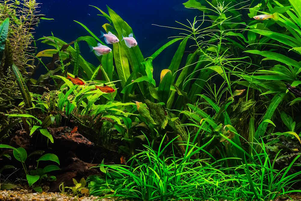 Aquarium Seasoning is Better Than Aquarium Cycling (and Here's Why) –  Aquarium Co-Op