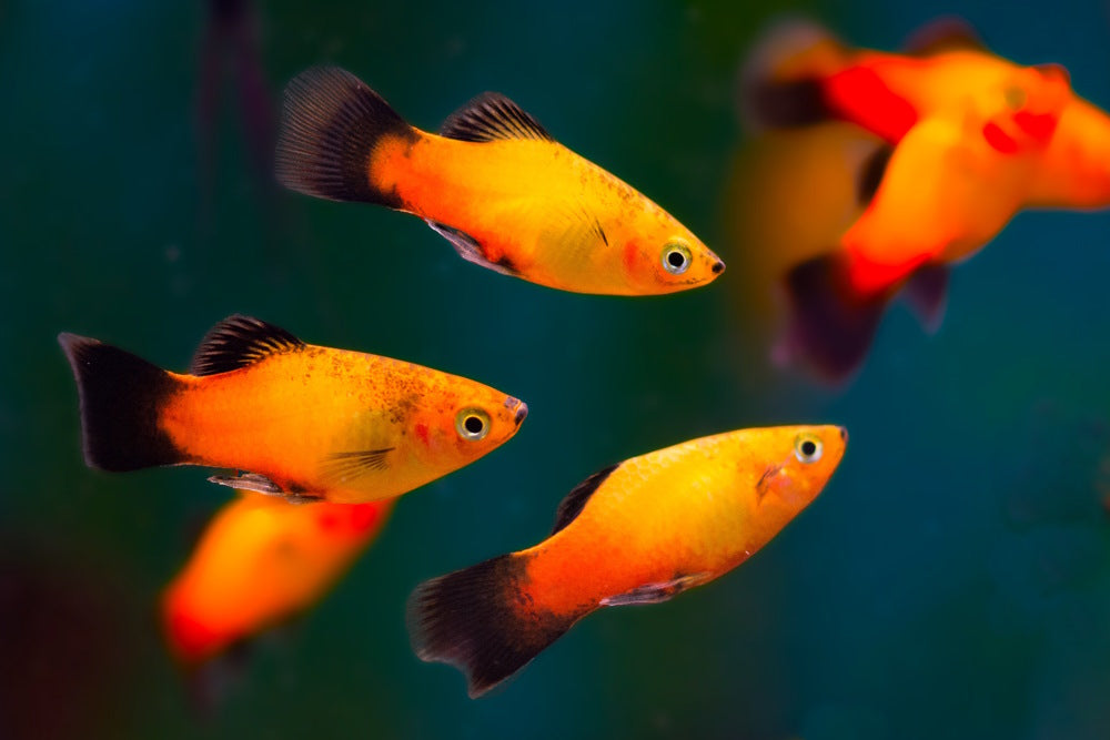 Top 10 Freshwater Aquarium Fish That Love Hard Water and High pH – Aquarium  Co-Op