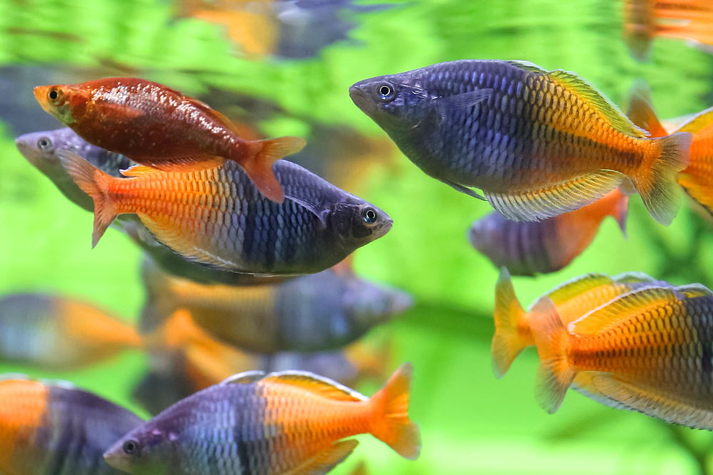 Top 10 Amazing Rainbowfish for Your Next Freshwater Aquarium – Aquarium  Co-Op