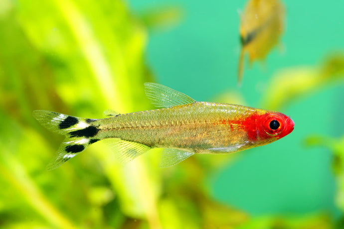 Care Guide for Rummy-Nose Tetras — Aquatic Canary in the Coal Mine