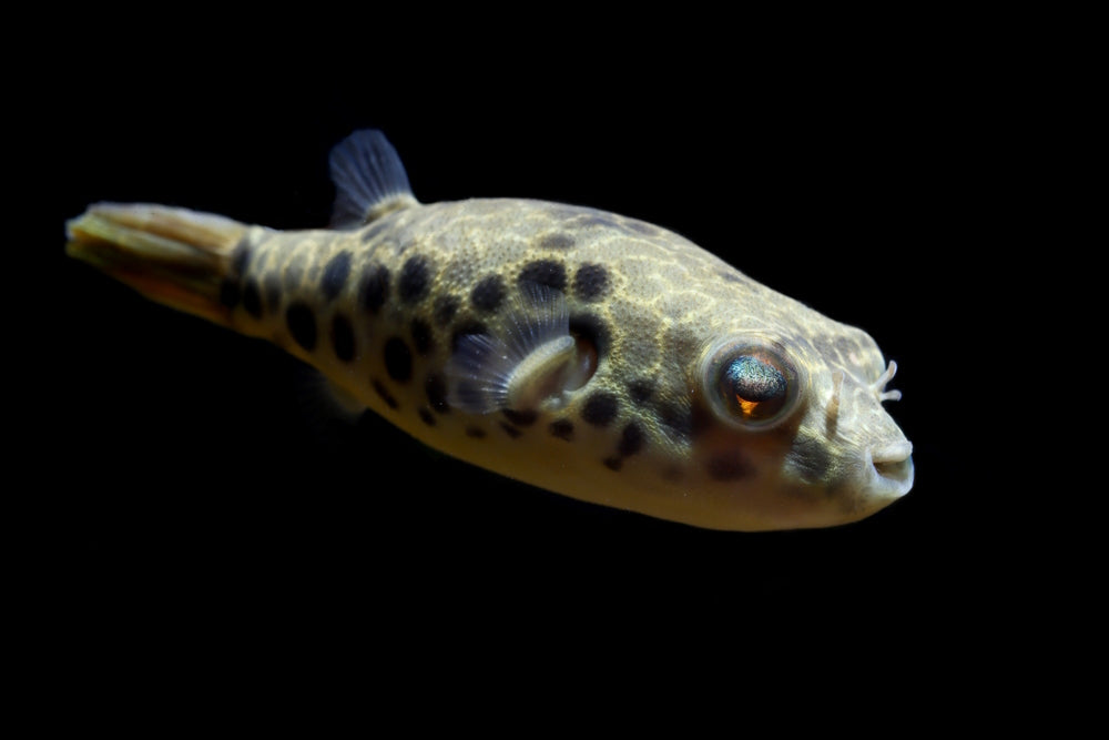 Top 10 Pufferfish You Can Keep in Freshwater and Brackish Aquariums –  Aquarium Co-Op