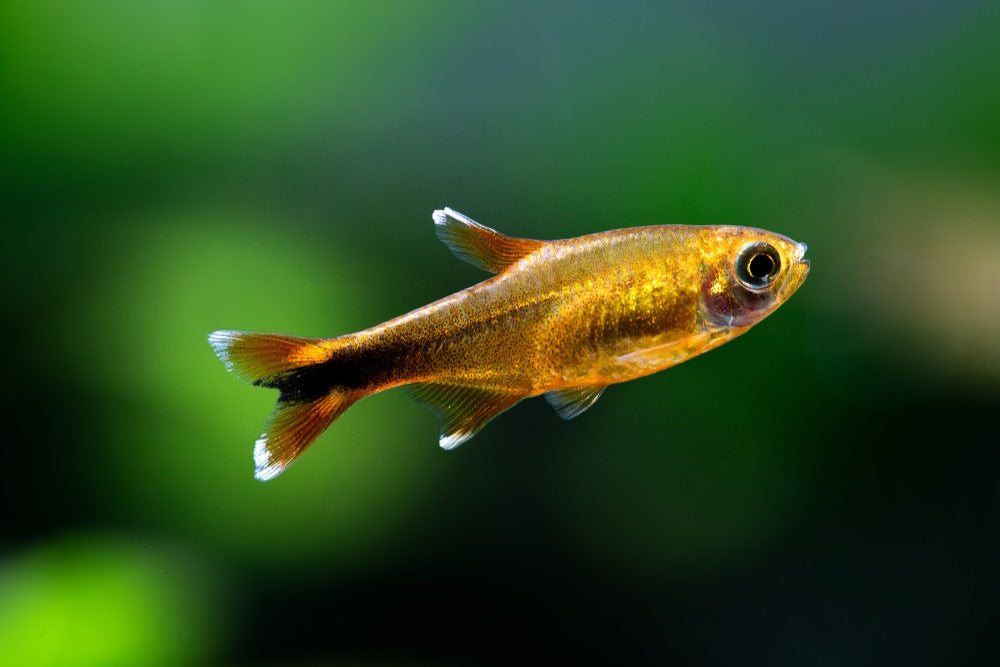 Care Guide for Silver Tip Tetras — Fun and Interactive Schooling