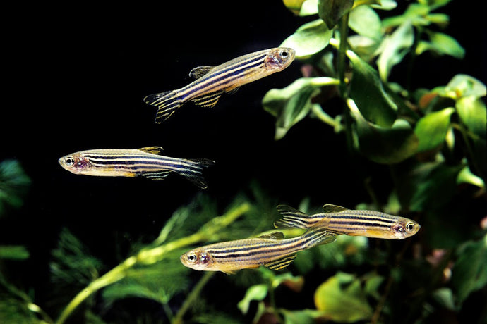 Care Guide for Zebra and Leopard Danios – Energetic Little Speedsters