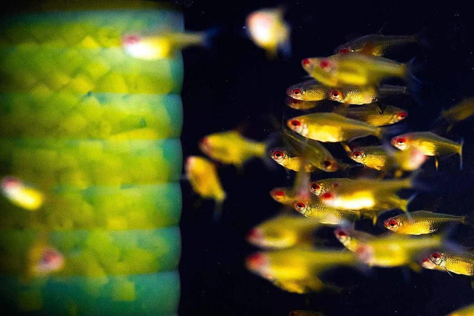 Fish Tank Filters: Which One Should You Get?