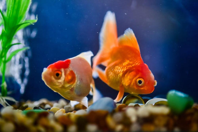 Freshwater Fish Tank Cycling - How to Prepare for New Fish