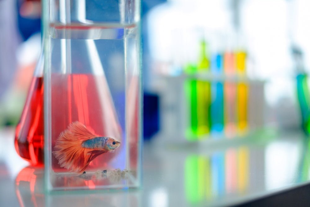 Picture of How (and How Often) to Test Aquarium Water for Healthy Fish and Plants ...