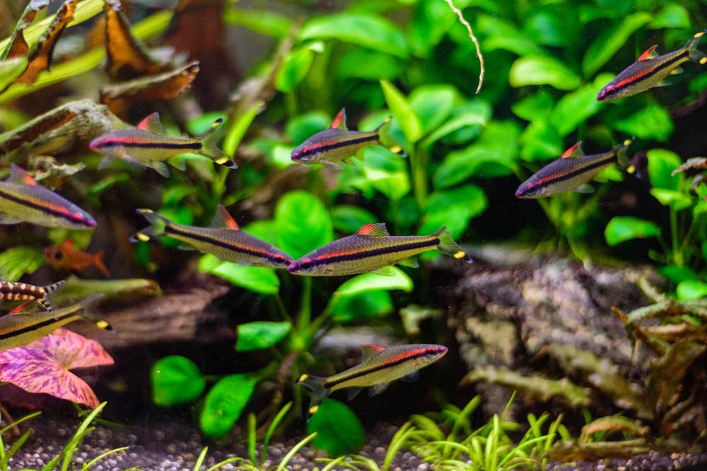 Hvor mange fisk kan jeg putte i en akvariumHvor mange fisk kan jeg putte i en akvarium  