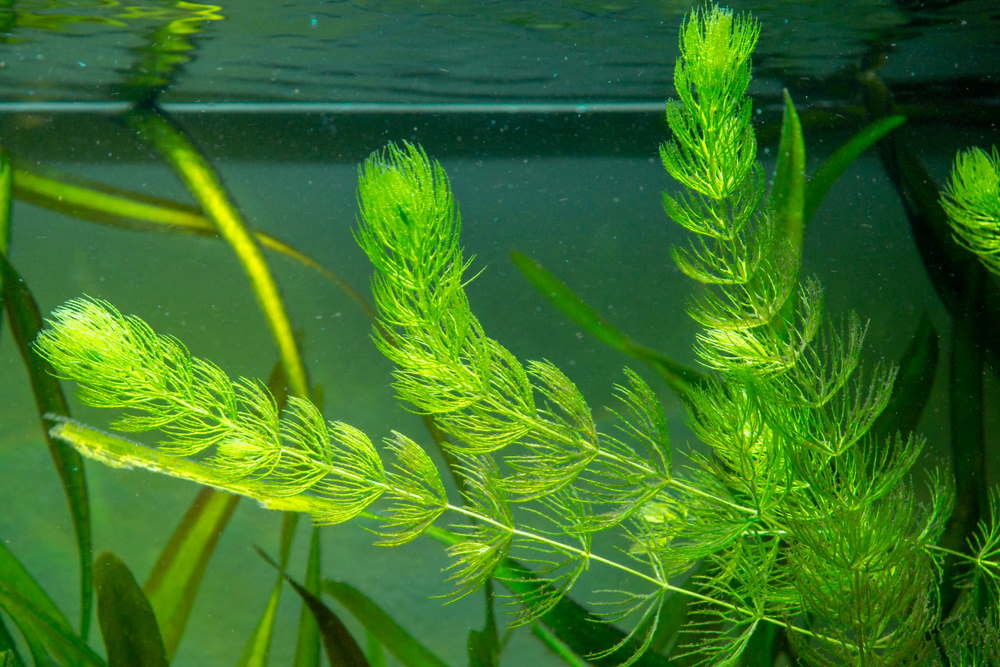 How to Care for Hornwort (Ceratophyllum demersum) in Aquariums & Ponds –  Aquarium Co-Op