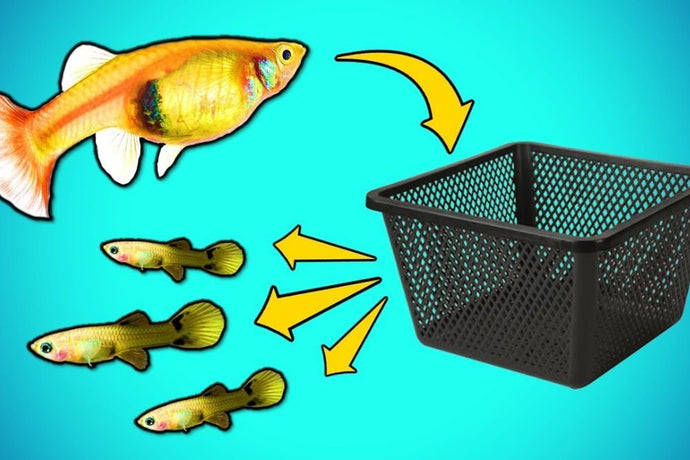 How to Make a DIY Fry Trap for Breeding Aquarium Fish