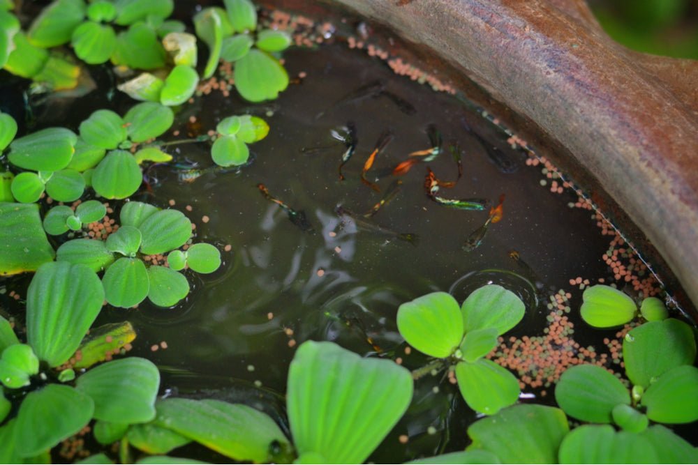 How to Make a Mini Outdoor Pond for Freshwater Aquarium Fish