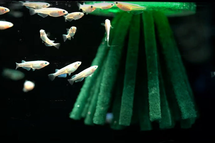 How to Make DIY Spawning Mops for Breeding Aquarium Fish