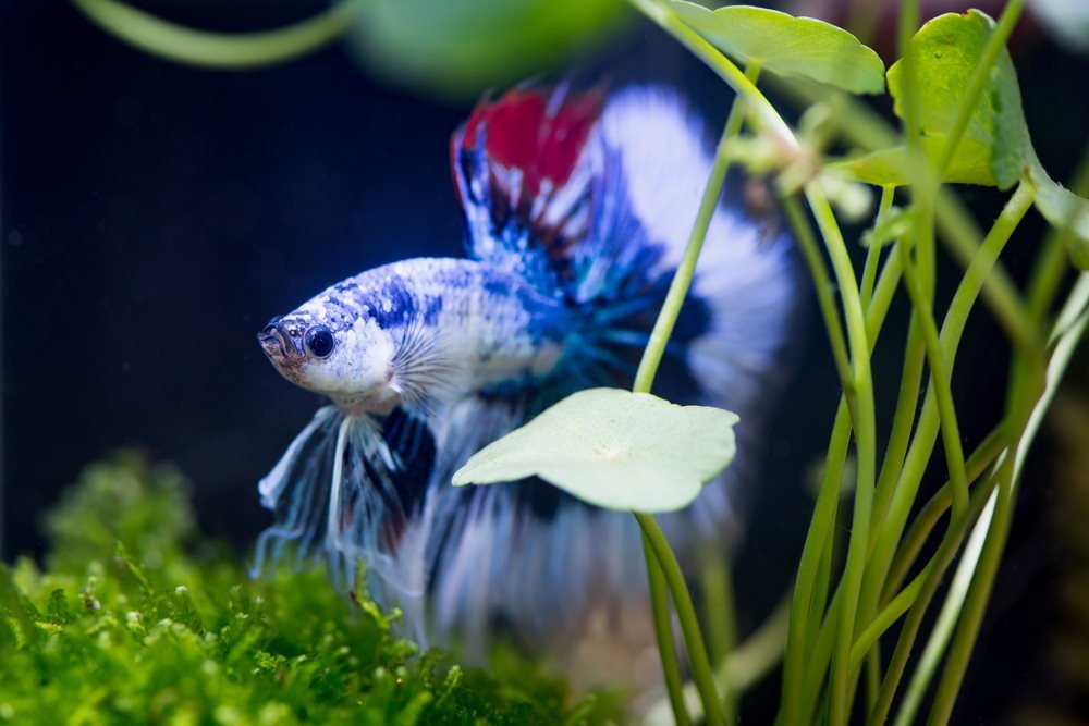 How to Make Your Betta Fish Happy with 5 Enrichment Ideas – Aquarium Co-Op