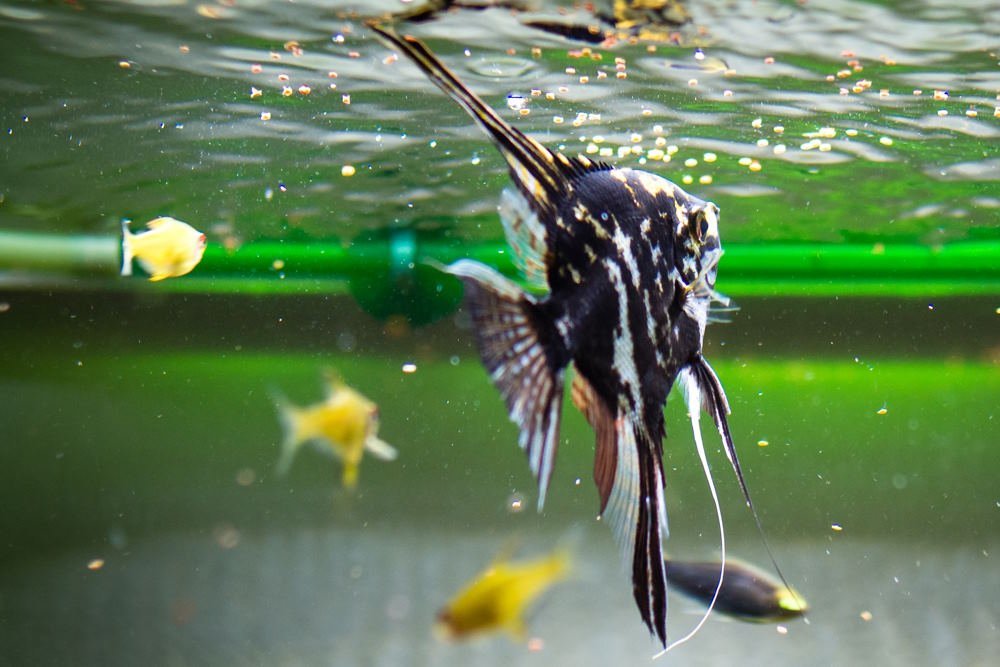 cheap as chips fish accessories Handmade Steel Clip Fish Tank Accessories for sale